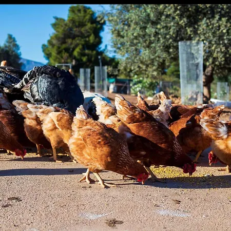 Giagias Family Farm