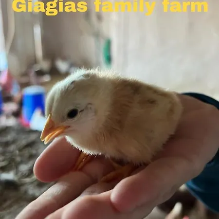 Giagias Family Farm Séjour à la ferme